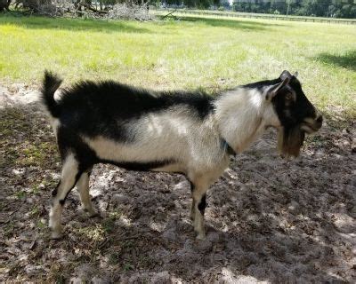 (Leesburg) I have the sweetest 17 year old gelding who is unrideable. . Ocala farm and garden craigslist